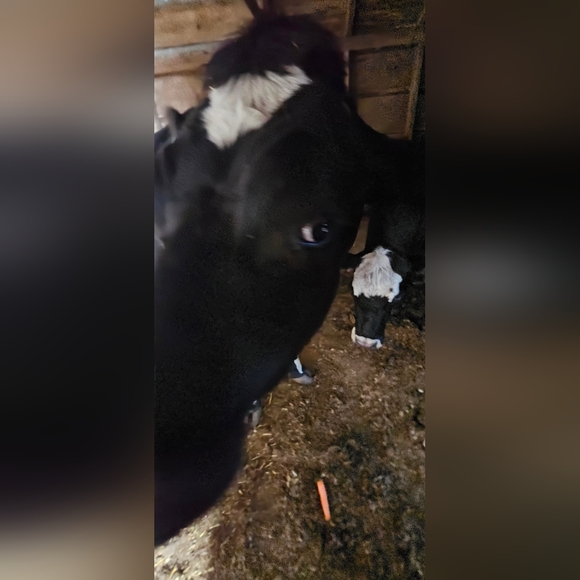 Cows cows and more cows - Picture 8 of 12